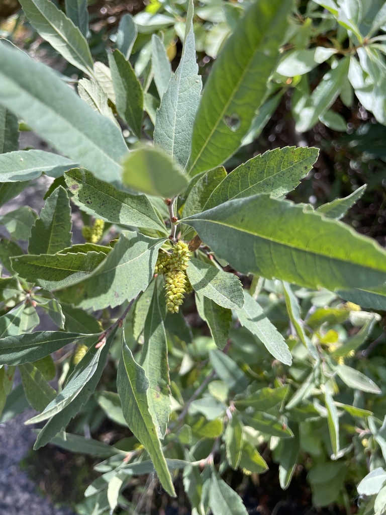 Sierra sweetbay in September 2022 by Rocky Ordoñez · iNaturalist