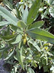 Myrica hartwegii