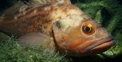 Sebastes auriculatus