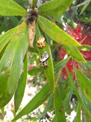 Harmonia testudinaria