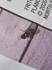 Musca domestica