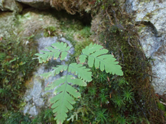 Gymnocarpium dryopteris