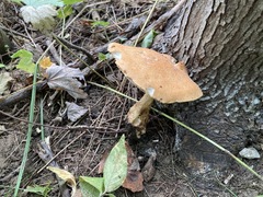 Polyporus radicatus