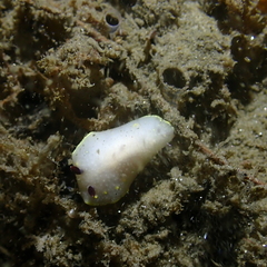 Cadlina flavomaculata