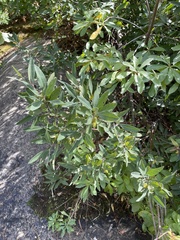 Myrica hartwegii