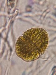 Dinoflagellata