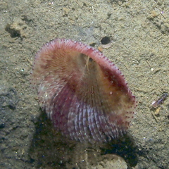 Sabellidae