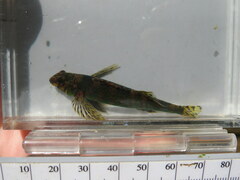 Etheostoma histrio