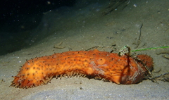 Apostichopus parvimensis