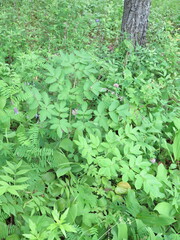 Angelica cincta