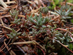 Sedum lanceolatum
