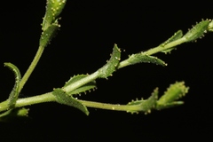 Lessingia glandulifera