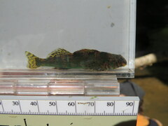 Etheostoma histrio