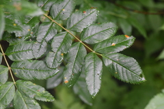 Sorbus