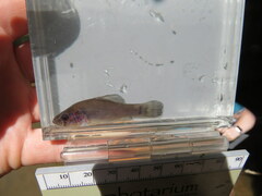 Aphredoderus sayanus