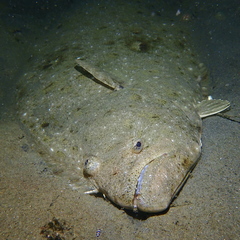 Paralichthys californicus