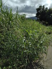Sorghum × drummondii