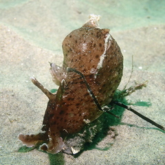 Aplysia californica