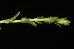 Lessingia glandulifera