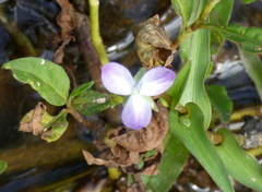 Murdannia keisak