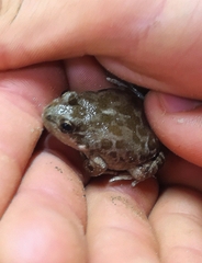 Pleurodema bufoninum