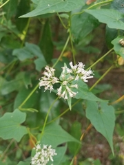 Mikania scandens