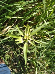 Euphorbia davidii