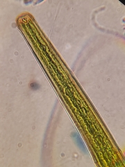 Closterium angustatum
