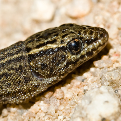 Xantusia vigilis