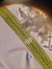 Closterium angustatum