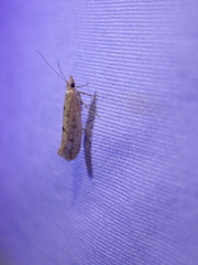 Ypsolopha cervella