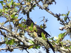 Icterus pyrrhopterus