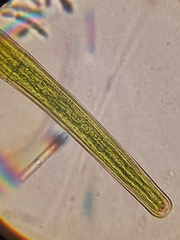 Closterium angustatum