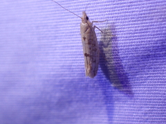 Ypsolopha cervella