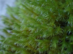 Racomitrium lawtonae