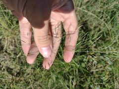 Eragrostis tenuifolia
