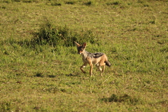 Lupulella mesomelas schmidti