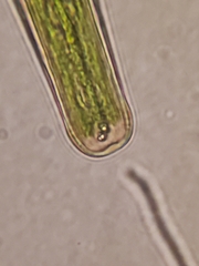 Closterium angustatum