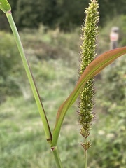 Setaria verticillata