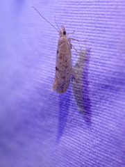 Ypsolopha cervella