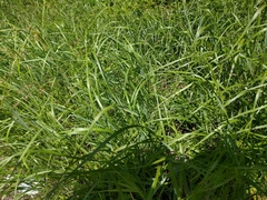 Panicum virgatum spissum
