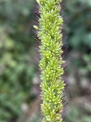 Setaria verticillata