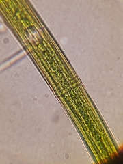 Closterium angustatum