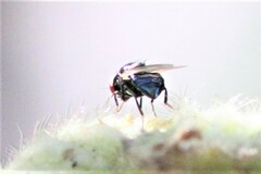 Lonchaea