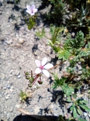 Erodium