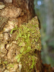 Douinia ovata