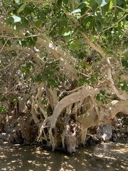 Ficus petiolaris palmeri