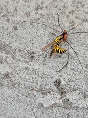 Leiobunum