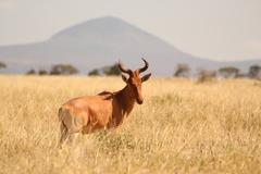 Alcelaphus buselaphus cokii