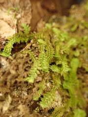 Douinia ovata